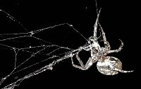 Spinnen im Mondschein am Goitzsche See Bild: Spinnen im Mondschein am Goitzsche See
