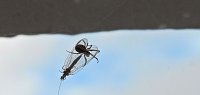 Der Kampf ums Überleben Bild: Der Kampf ums Überleben