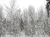 Unterwegs im winterlichen Harz Bild: Unterwegs im winterlichen Harz