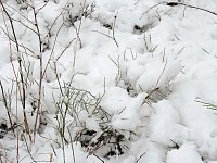 Unterwegs im winterlichen Harz Bild: Unterwegs im winterlichen Harz