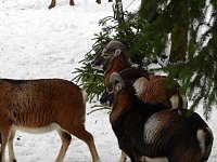 Unterwegs im winterlichen Harz Bild: Unterwegs im winterlichen Harz