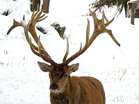 Unterwegs im winterlichen Harz Bild: Unterwegs im winterlichen Harz