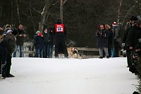 Schlittenhunderennen in Hasselfelde Bild: Schlittenhunderennen in Hasselfelde