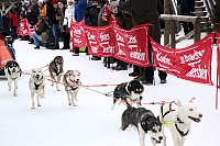 Schlittenhunderennen in Hasselfelde Bild: Schlittenhunderennen in Hasselfelde