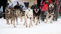Schlittenhunderennen in Hasselfelde Bild: Schlittenhunderennen in Hasselfelde
