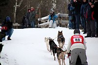 Schlittenhunderennen in Hasselfelde Bild: Schlittenhunderennen in Hasselfelde