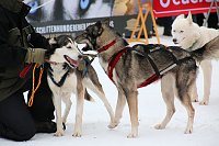 Schlittenhunderennen in Hasselfelde Bild: Schlittenhunderennen in Hasselfelde