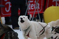 Schlittenhunderennen in Hasselfelde Bild: Schlittenhunderennen in Hasselfelde