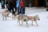 Schlittenhunderennen in Hasselfelde Bild: Schlittenhunderennen in Hasselfelde