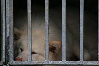 Schlittenhunderennen in Hasselfelde Bild: Schlittenhunderennen in Hasselfelde