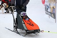 Schlittenhunderennen in Hasselfelde Bild: Schlittenhunderennen in Hasselfelde