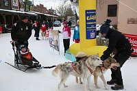 Schlittenhunderennen in Hasselfelde Bild: Schlittenhunderennen in Hasselfelde
