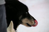 Schlittenhunderennen in Hasselfelde Bild: Schlittenhunderennen in Hasselfelde