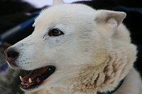 Schlittenhunderennen in Hasselfelde Bild: Schlittenhunderennen in Hasselfelde