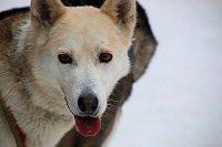 Schlittenhunderennen in Hasselfelde Bild: Schlittenhunderennen in Hasselfelde