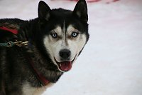 Schlittenhunderennen in Hasselfelde Bild: Schlittenhunderennen in Hasselfelde