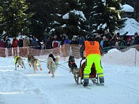 Bild: Schlittenhunderennen in Benneckenstein
