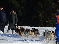 Bild: Schlittenhunderennen in Benneckenstein