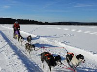Bild: Schlittenhunderennen in Benneckenstein