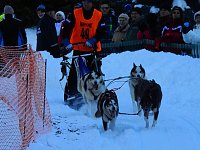 Bild: Schlittenhunderennen in Benneckenstein