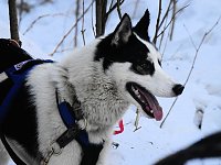 Bild: Schlittenhunderennen in Benneckenstein