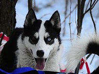 Bild: Schlittenhunderennen in Benneckenstein
