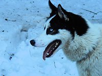 Bild: Schlittenhunderennen in Benneckenstein