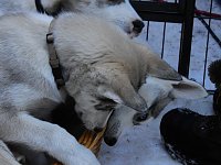 Bild: Schlittenhunderennen in Benneckenstein