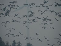 Wildgänse am Köckernsee Bild: Wildgänse am Köckernsee