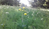Gesucht wird: Die Trollblume Bild: Gesucht wird: Die Trollblume