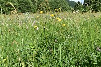 Gesucht wird: Die Trollblume Bild: Gesucht wird: Die Trollblume
