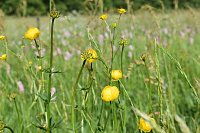 Gesucht wird: Die Trollblume Bild: Gesucht wird: Die Trollblume