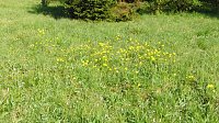 Gesucht wird: Die Trollblume Bild: Gesucht wird: Die Trollblume