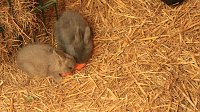 Sonntagswanderung bei Thale Bild: Sonntagswanderung bei Thale