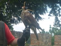 Bild: Gelebtes Mittelalter auf Burg Falkenstein