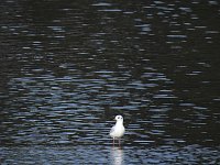 Sommerabend am Stausee Kelbra Bild: Sommerabend am Stausee Kelbra