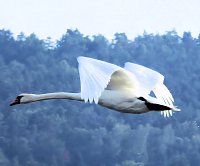 Sommerabend am Stausee Kelbra Bild: Sommerabend am Stausee Kelbra