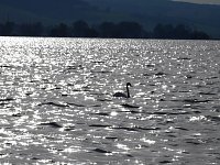 Sommerabend am Stausee Kelbra Bild: Sommerabend am Stausee Kelbra