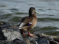 Sommerabend am Stausee Kelbra Bild: Sommerabend am Stausee Kelbra