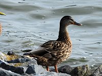 Sommerabend am Stausee Kelbra Bild: Sommerabend am Stausee Kelbra
