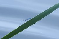 Sommerabend am Stausee Kelbra Bild: Sommerabend am Stausee Kelbra