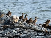 Sommerabend am Stausee Kelbra Bild: Sommerabend am Stausee Kelbra