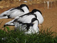 Zu Gast im Tierpark Dessau Bild: Zu Gast im Tierpark Dessau