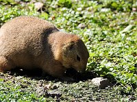 Zu Gast im Tierpark Dessau Bild: Zu Gast im Tierpark Dessau