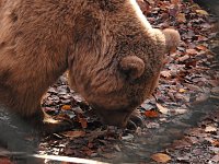 Bild: Peter Blei im B&auml;renpark Worbis