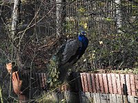 Bild: Peter Blei im B&auml;renpark Worbis