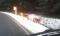Die beiden Tiere am Morgen Bild: Die beiden Tiere am Morgen