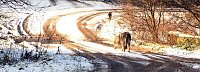 Der Wolf ist im Südharz angekommen Bild: Der Wolf ist im Südharz angekommen