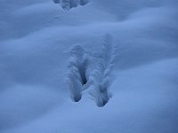 Der Harz taut... Bild: Der Harz taut...