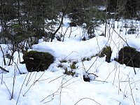 Der Harz taut... Bild: Der Harz taut...